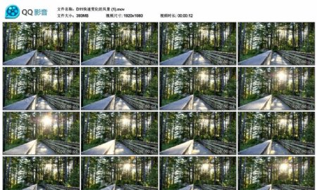 森林树林快速变化风景高清实拍视频素材