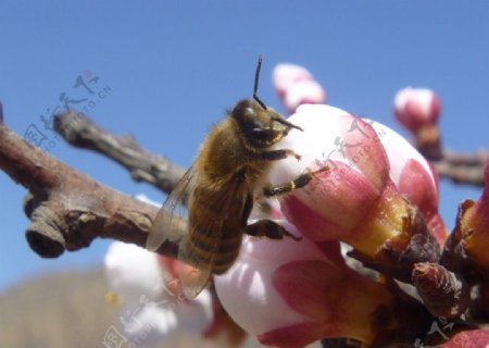 蜜蜂采蜜忙图片