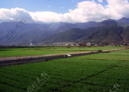 苍山下的稻田图片