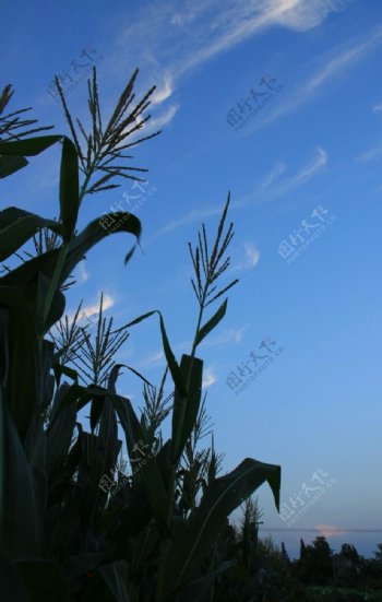 农作物图片