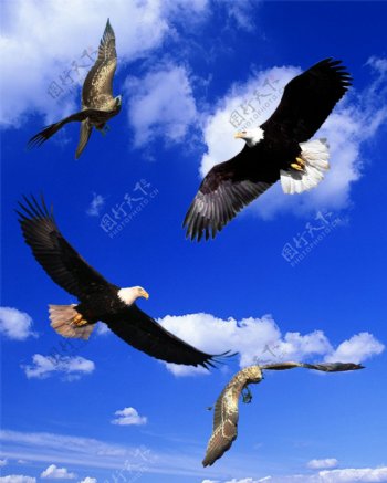 鹰飞翔分层素材图片