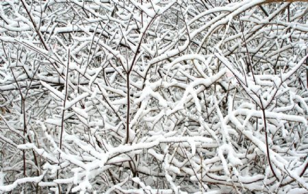 树干上的冰雪图片