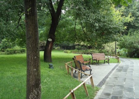 公园里的椅子和树图片