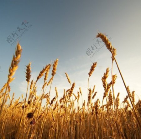 麦田丰收小麦稻田图片