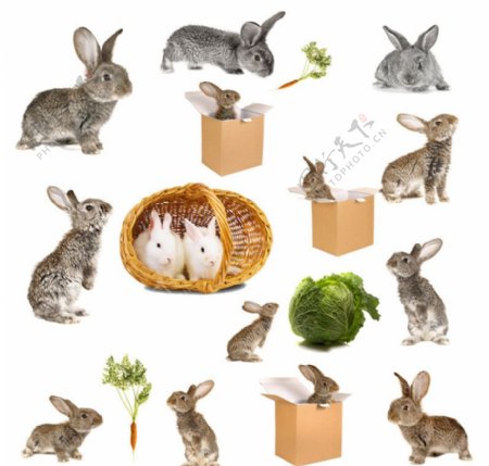 各种兔子写真集合图片