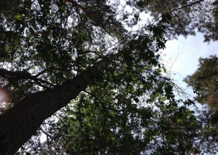 松树树木图片