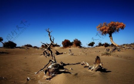 大漠孤影图片