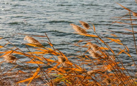 昆明湖畔的芦苇图片