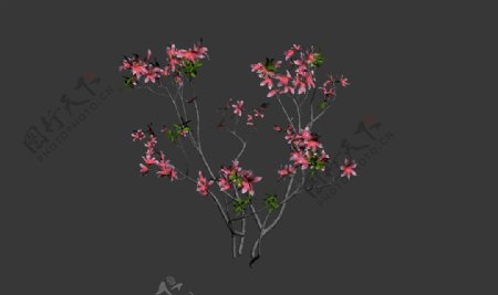 桃花树模型图片