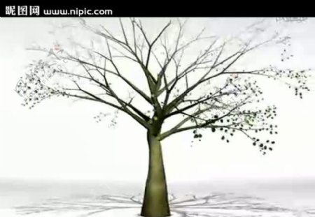 三维树生长视频