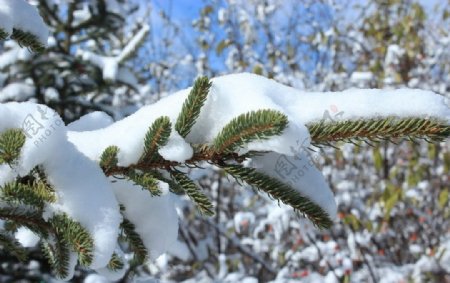 雪景图片