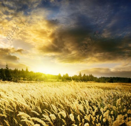 美丽的农田麦穗图片