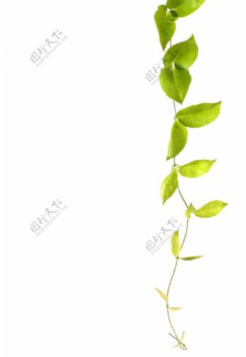 绿色藤蔓图片