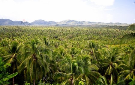 菲律宾椰子树种植图片