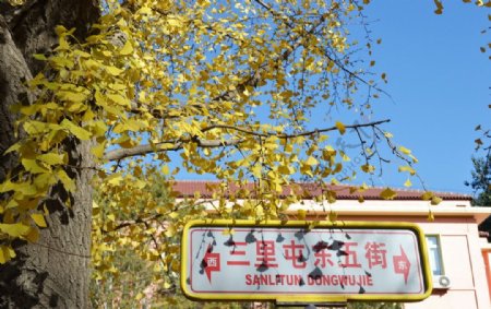 赤霞山的槭树图片