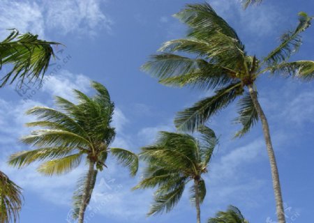 热带椰子树特写图片