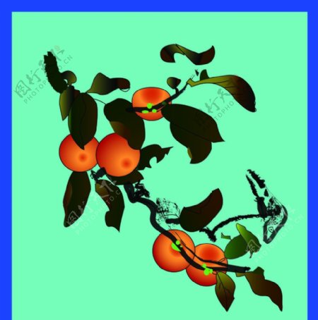 柿子树图片