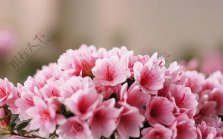 花朵高清素材图片