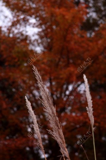 秋天芦苇图片