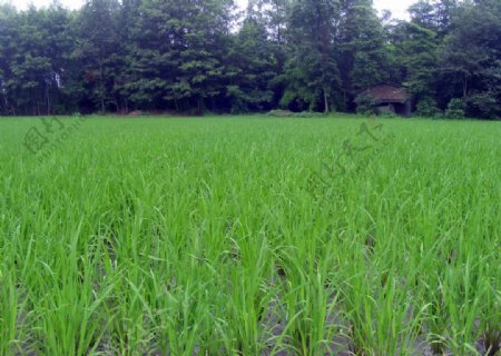 整齐的水稻田图片