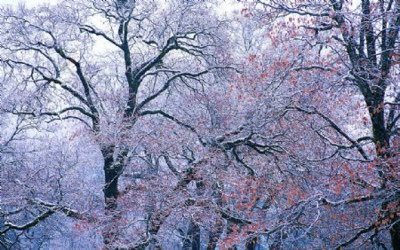 树挂雪景图片
