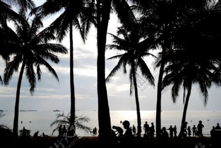 海南三亚椰树长廊图片