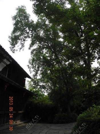 古建筑与大树图片