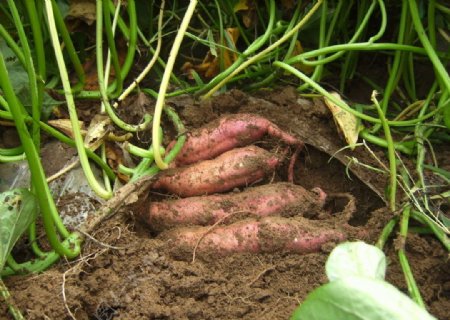 绿康源合作社优质红薯图片