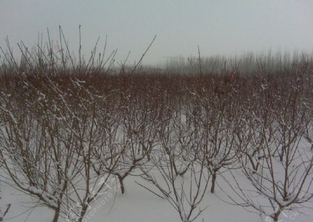 雪中果园图片