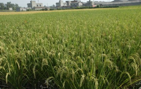 丰收水稻田图片