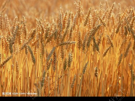 农业水稻玉米麦子图片