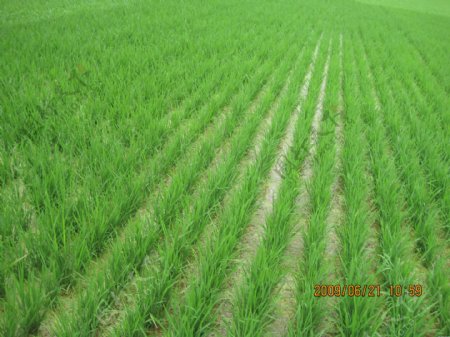 高清水稻田图片