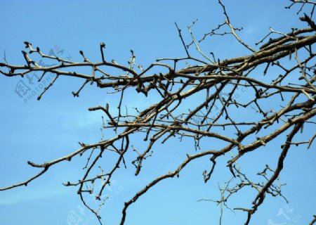 蓝天老树枯枝图片