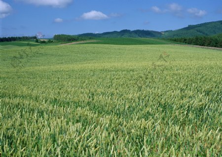 麦地麦子图片