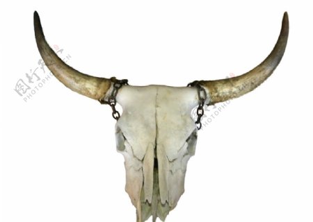 牧民牦牛头骨艺术品图片
