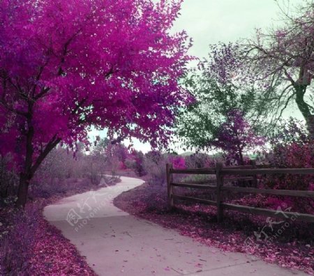 紫色的树图片
