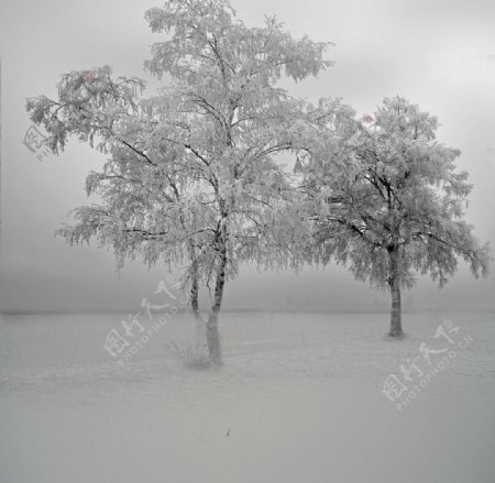 冬季雪树图片