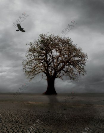 孤独的大树图片