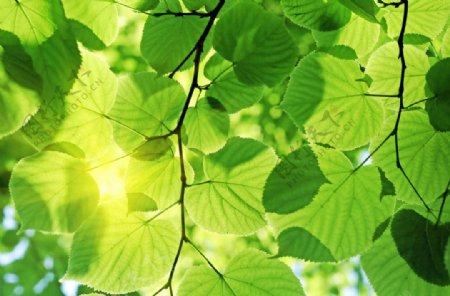 树枝绿叶阳光图片