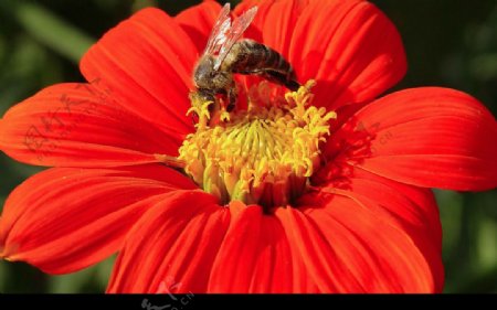 蜂花之恋1图片