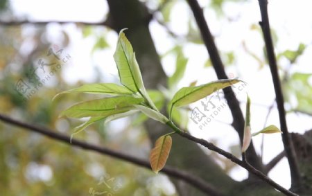 春芽图片