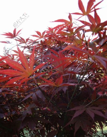 红叶槭树图片