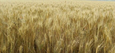 田野成熟的麦子图片