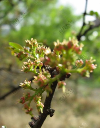 花椒树图片