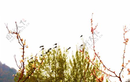 红花绿树喜鹊图片