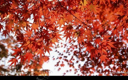 深秋枫叶图片
