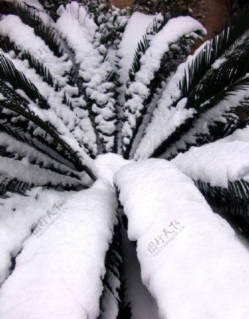 铁树压雪图片