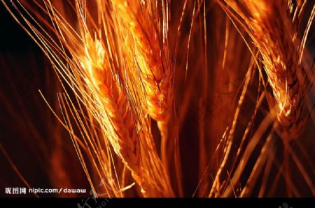农业小麦水稻玉米图片