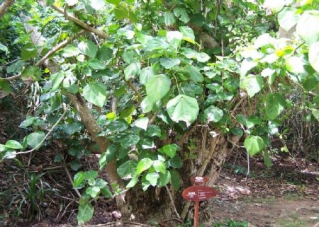 海南梧桐树图片