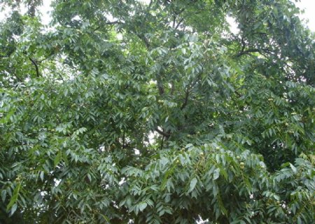 绿色枣树图片